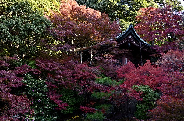 京都紅葉１.jpg
