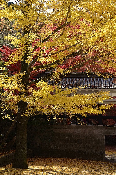 京都紅葉１０.jpg