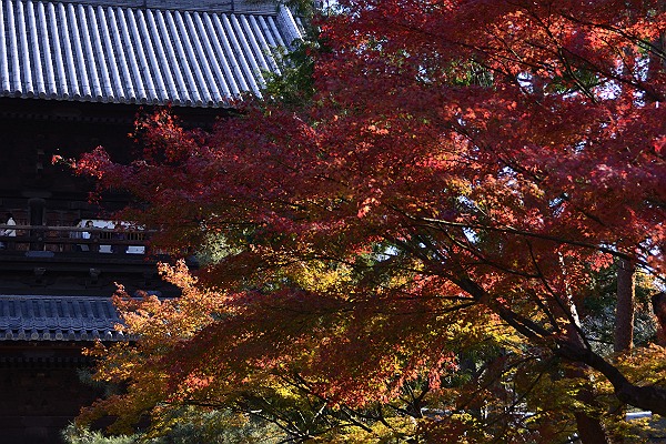京都紅葉３.jpg