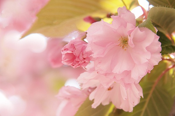 桜1_s.jpg