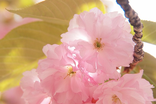桜2_s.jpg